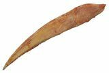 Fossil Shark (Hybodus) Dorsal Spine - Kem Kem Beds, Morocco #353143-1